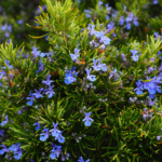 Rosemary Bush