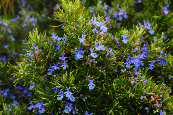 Rosemary Bush