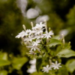 Star Jasmine– Bush