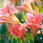 Day Lilies Flowering Bush