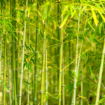 Bamboo