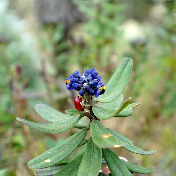 Blue Berry