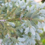 Blue Spuce Tree