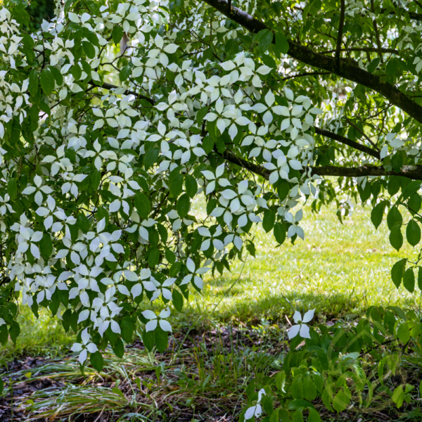 Dogwood