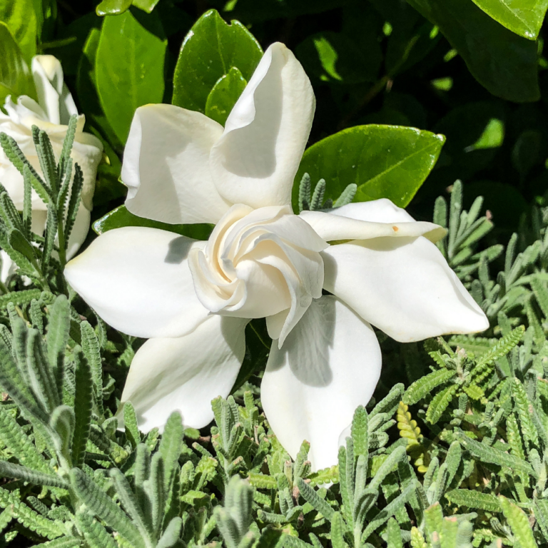 Gardenias