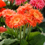 Gerberas Gerberas