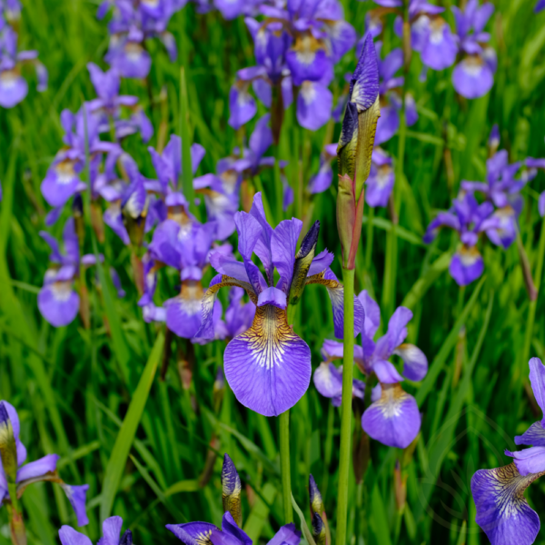 Iris