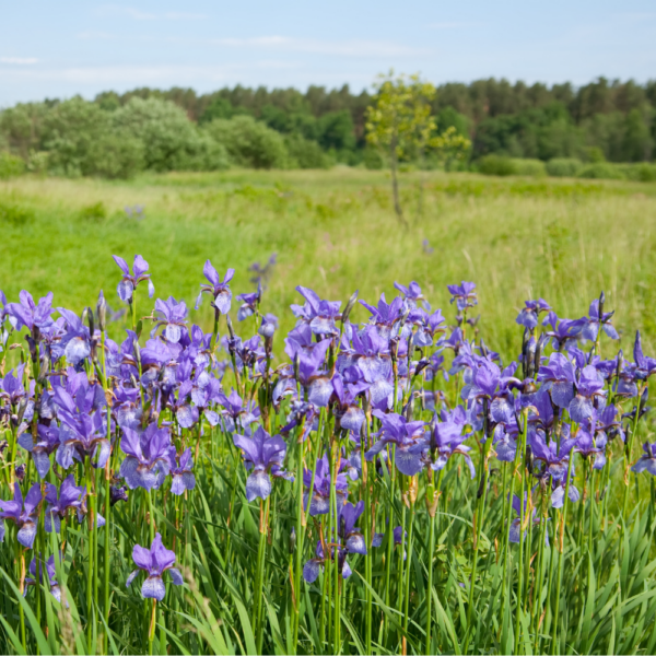 Iris