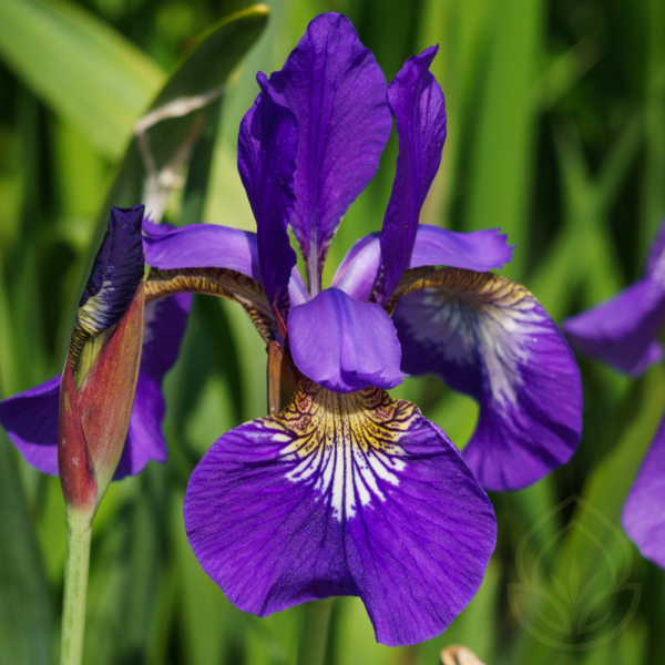 Iris