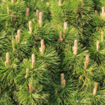 Mugo Pine