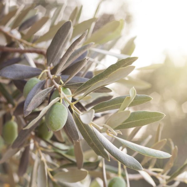 Olive Tree