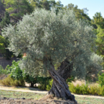 Olive Tree
