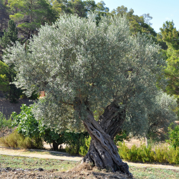 Olive Tree