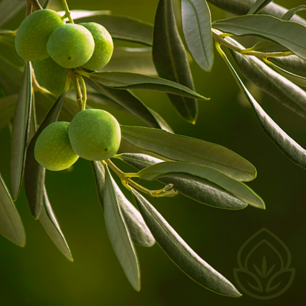 Olive Tree