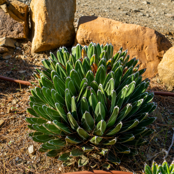 Periwinkle Agave