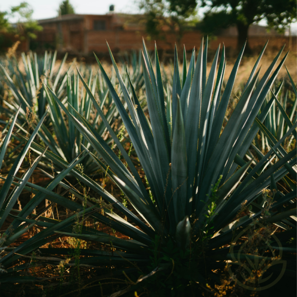 Periwinkle Agave