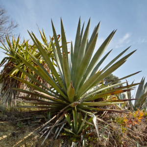 Periwinkle Agave