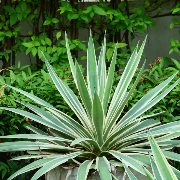 Periwinkle Agave