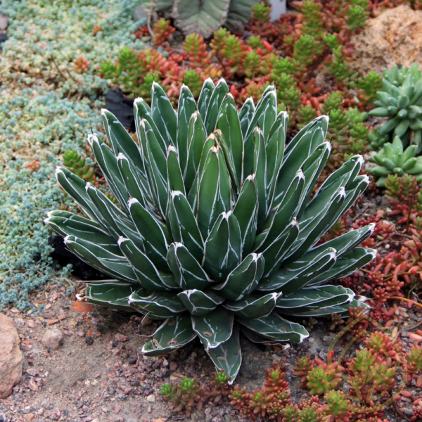 Periwinkle Agave