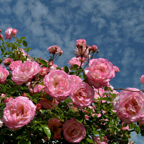 Rose Bush