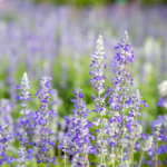 Salvia