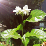 Stnl Jasmine
