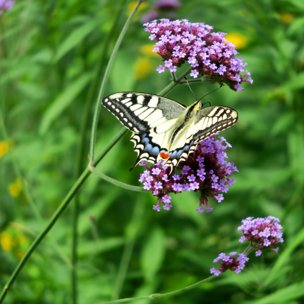 Verbena