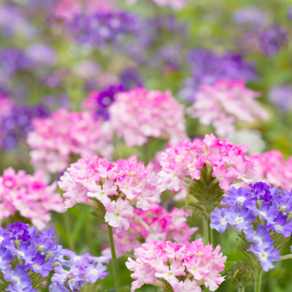 Verbena