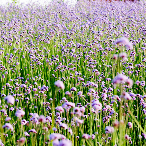 Verbena