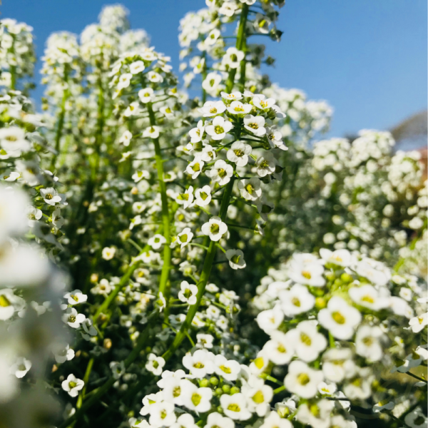 Verbena