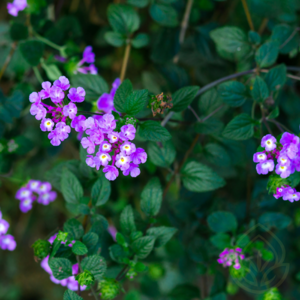 Verbena