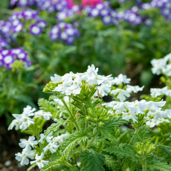 Verbena