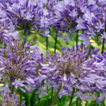 Agapanthus