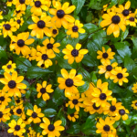 Black-eyed Susan