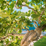 Fig Tree