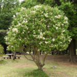 Ligustrum Tree