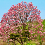 Magnolia Tree