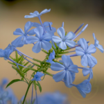 Plumbago