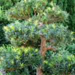 Podocarpus