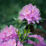 Rhododendron