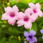 Ruellia Pink