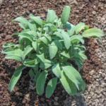Sage