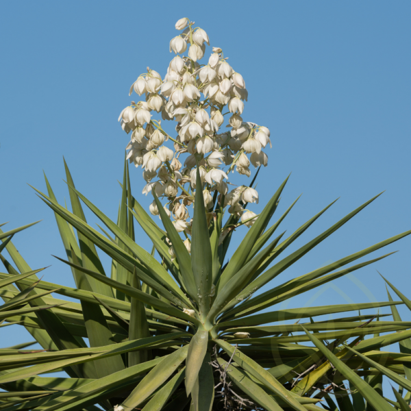 Yucca Cane