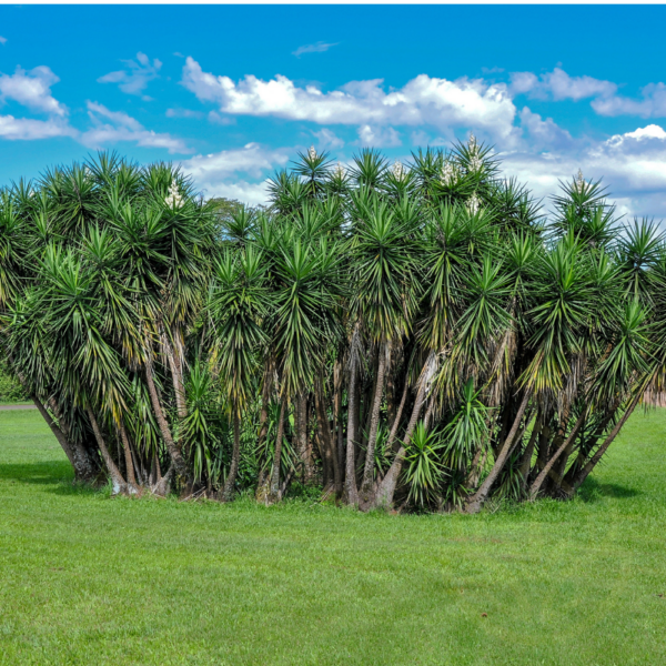 Yucca Cane