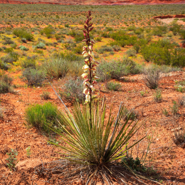 Yucca Cane