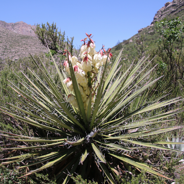 Yucca Cane