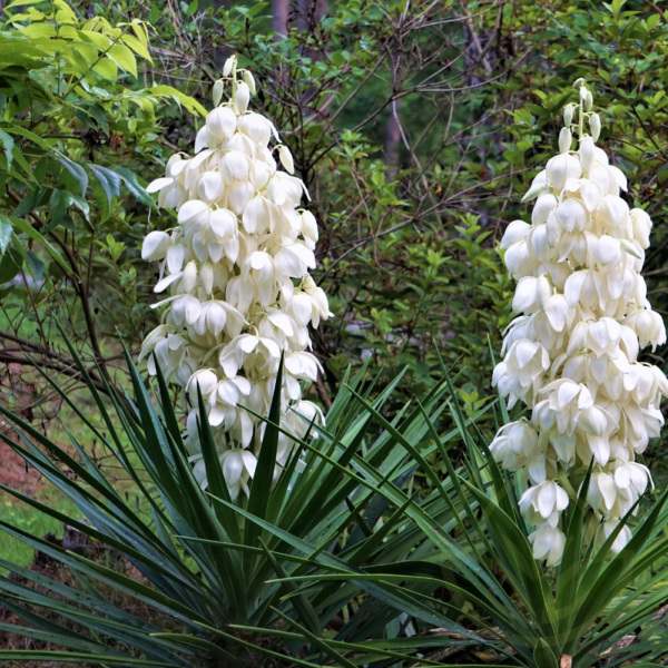 Yucca Cane