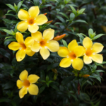 Allamanda Schotti