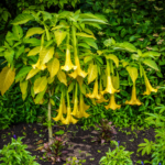 Angel Trumpet