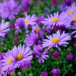 Aster